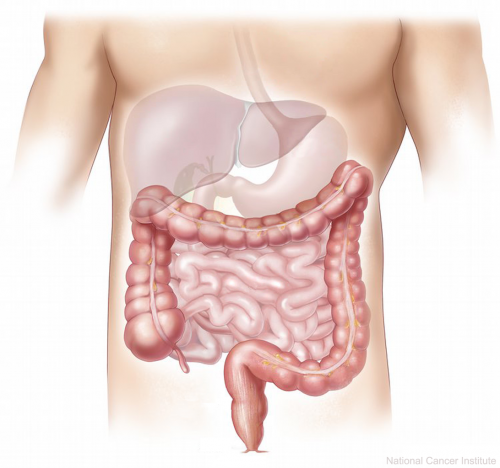 大腸是很惡劣的工作環境，位於消化系統的底層。