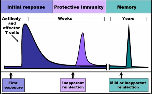 免疫反應三階段