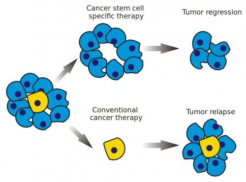 03_cancer_stem_cell
